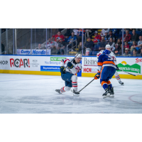 Springfield Thunderbirds' Simon Robertsson and Bridgeport Islanders' Grant Hutton in action