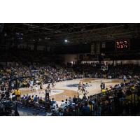 Edmonton Stingers play before a big crowd at the Edmonton EXPO Centre