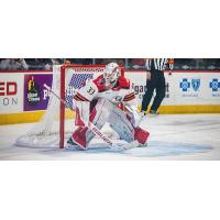 Grand Rapids Griffins goaltender Sebastian Cossa